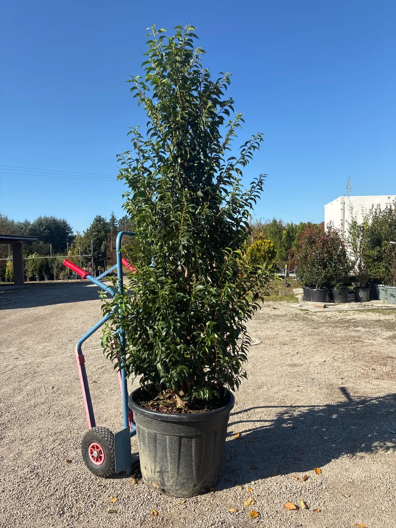 Portugiesische Lorbeerkirsche 'Angustifolia' / Prunus lusitanica 'Angustifolia'