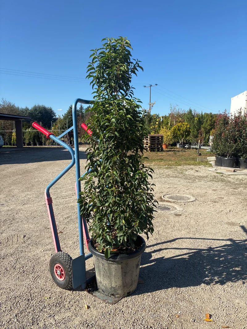 Portugiesische Lorbeerkirsche 'Angustifolia' / Prunus lusitanica 'Angustifolia'