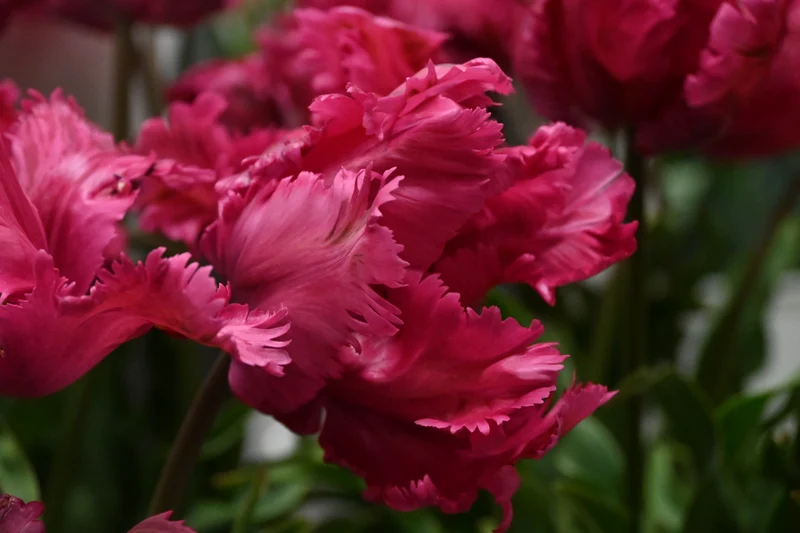 Tulipa 'Power Parrot' - Papageien-Tulpe
