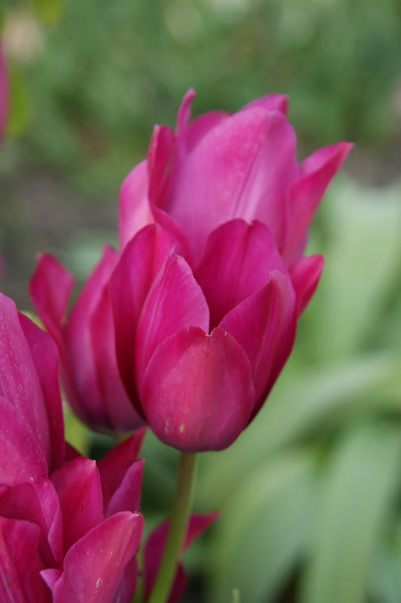 Tulipa 'Night Club'® - Einfache späte Tulpe