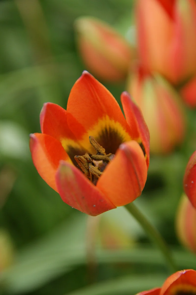 Tulipa humilis 'Little Princess' - Wildtulpe