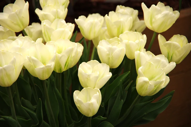 Tulipa 'Green Spirit' - Viridiflora Tulpe