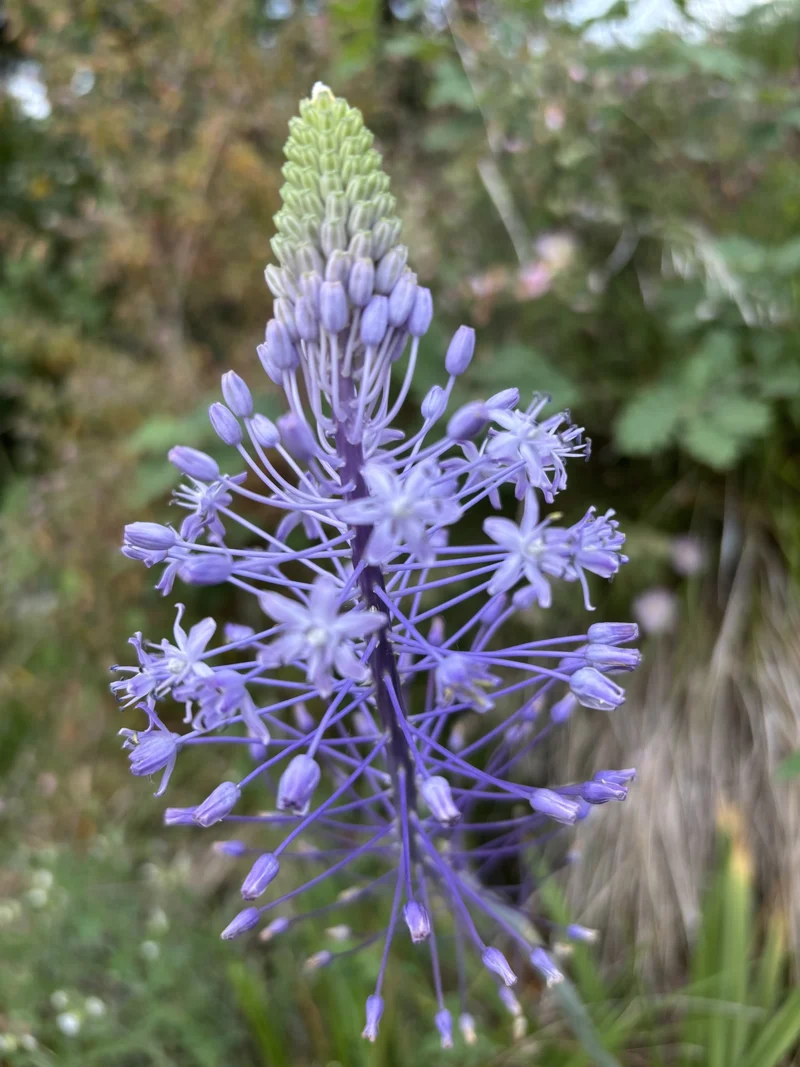 Scilla hyacinthoides 'Blue Arrow' - Hyazinthen-Blaustern