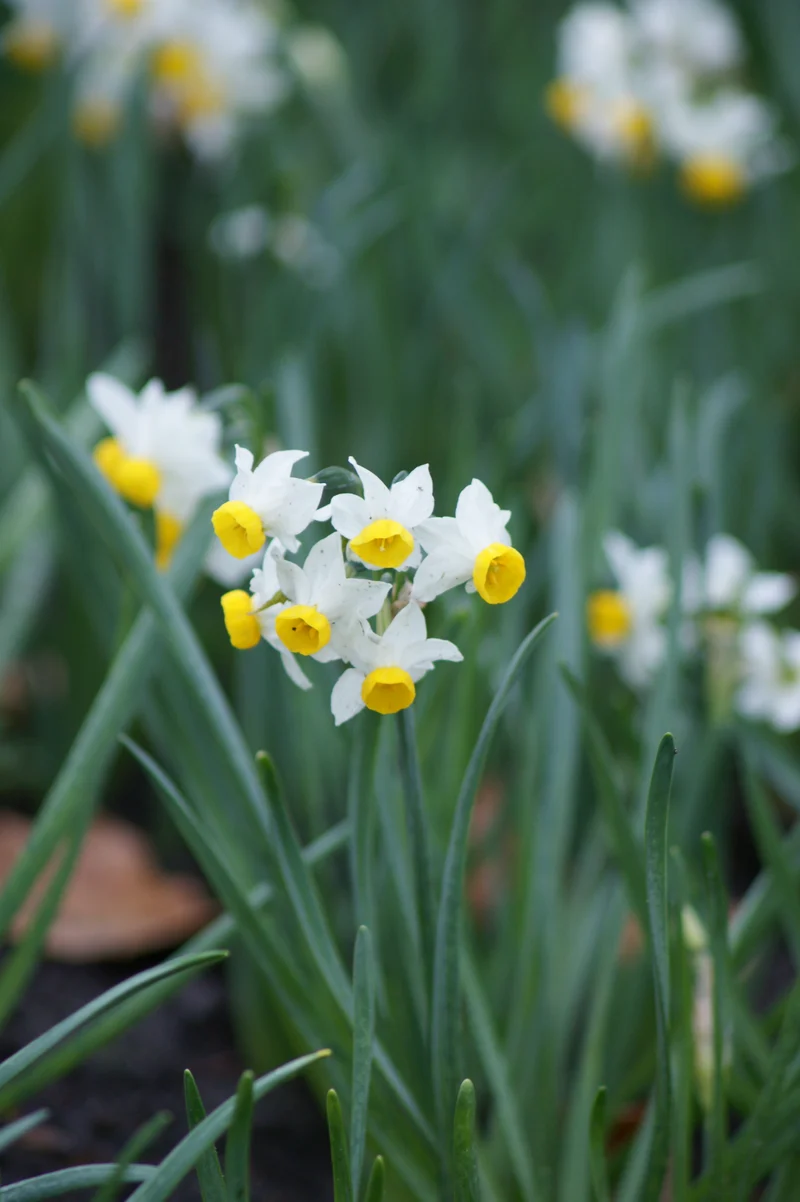 Narcissus canaliculatus - Miniatur-Tazetten-Narzisse