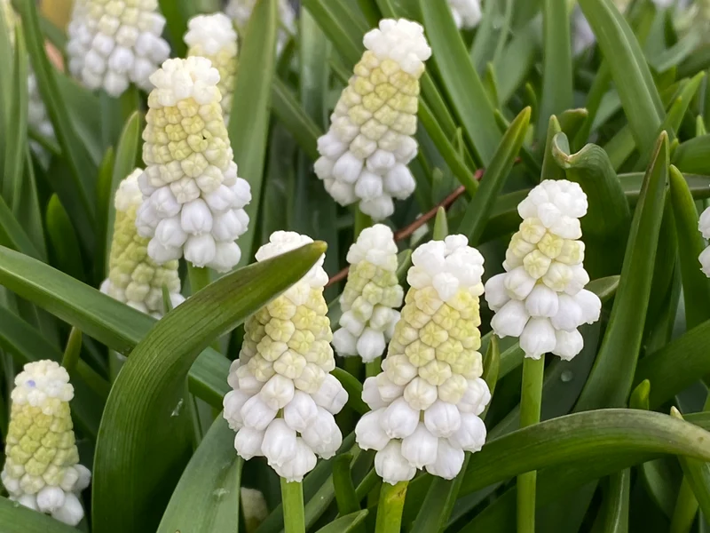 Muscari armeniacum ‘Siberian Tiger’ - Armenische Traubenhyazinthe