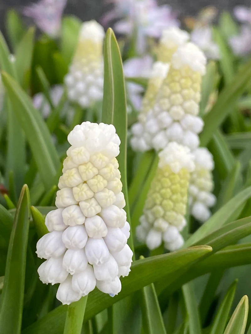 Muscari armeniacum ‘Siberian Tiger’ - Armenische Traubenhyazinthe