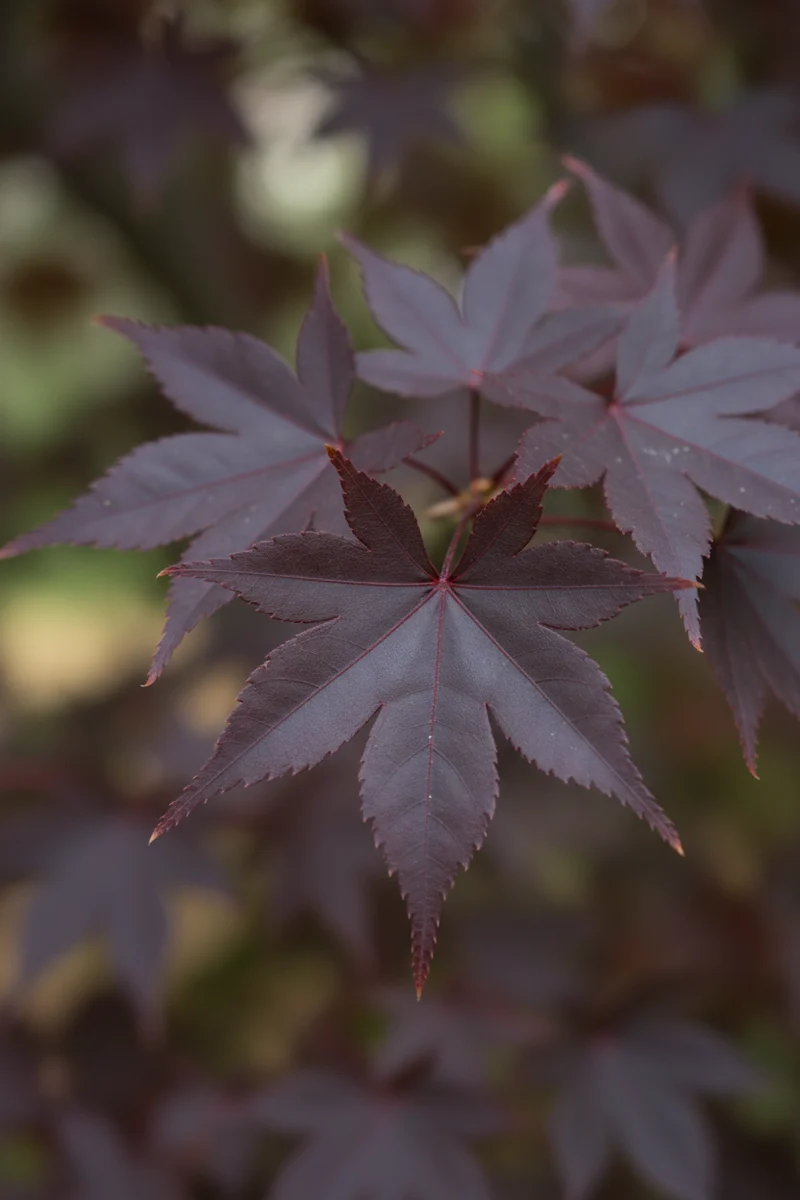 Spitzahorn 'Crimson Sentry' / Acer platanoides 'Crimson Sentry'