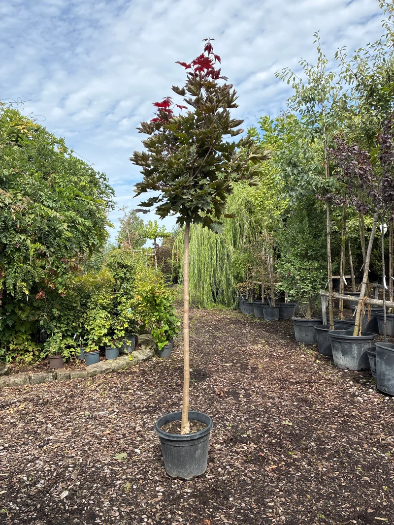 Spitzahorn 'Crimson Sentry' / Acer platanoides 'Crimson Sentry'