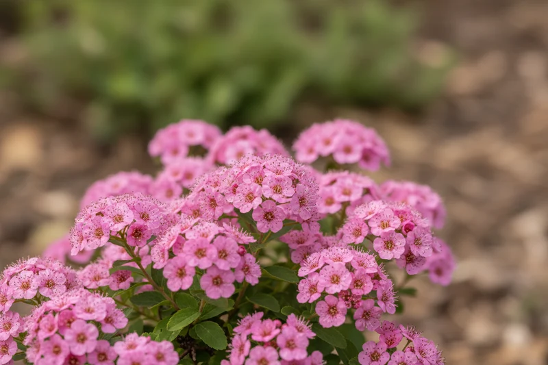 Sommerspiere 'Little Princess' / Spiraea japonica 'Little Princess'