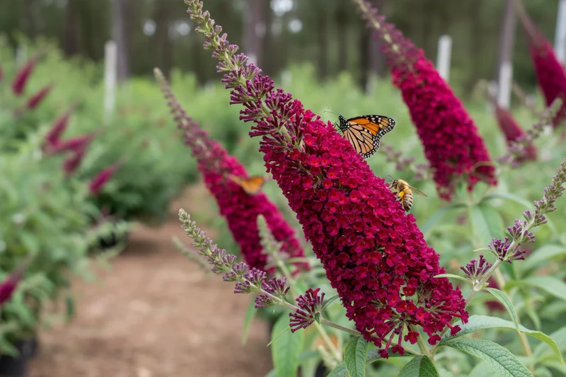 Sommerflieder 'Royal Red' / Buddleja davidii 'Royal Red'