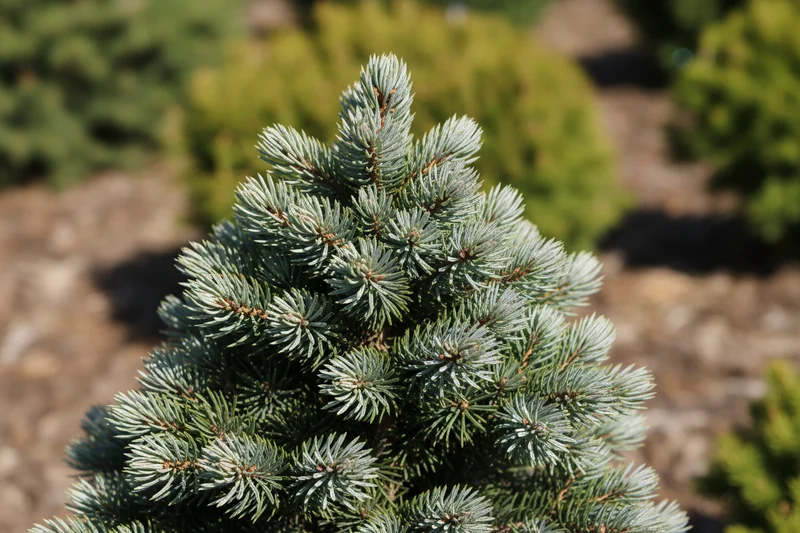 Serbische Kegelfichte 'Nana' / Picea omorika 'Nana'