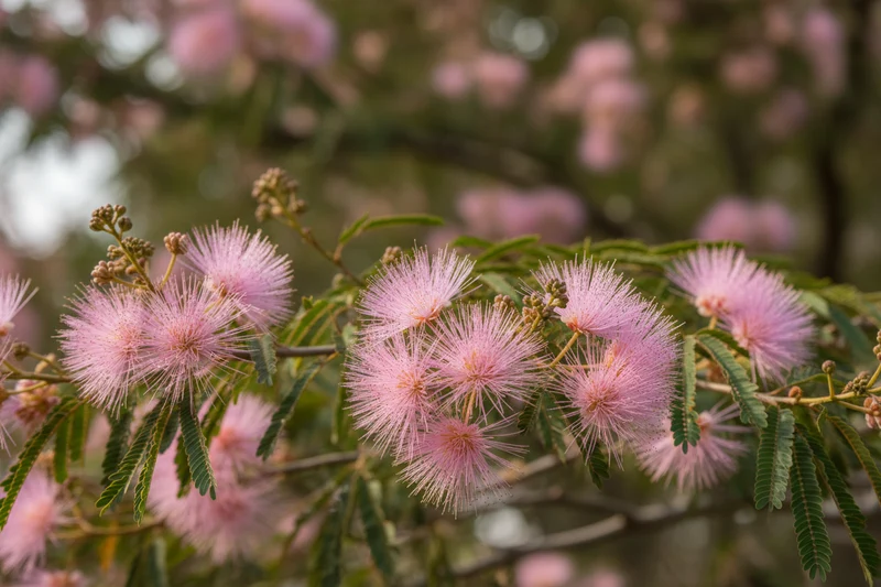 Seidenbaum 'Ombrella' / Albizia julibrissin 'Ombrella'