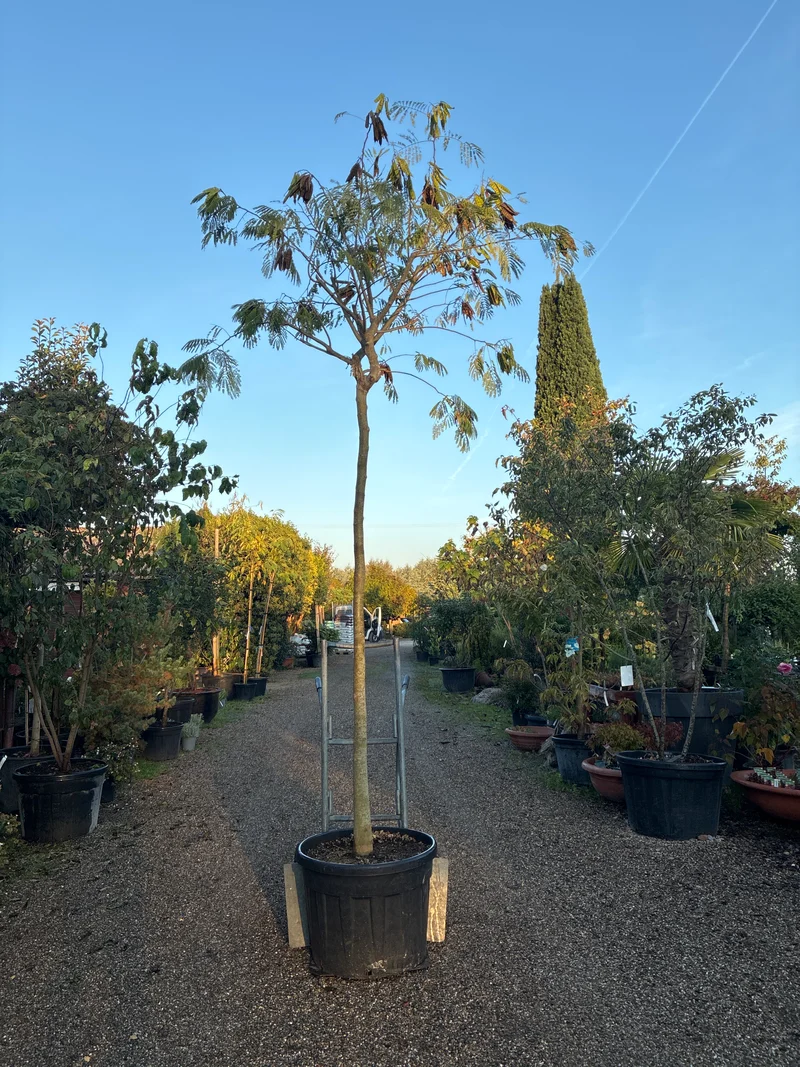 Seidenbaum 'Ombrella' / Albizia julibrissin 'Ombrella'