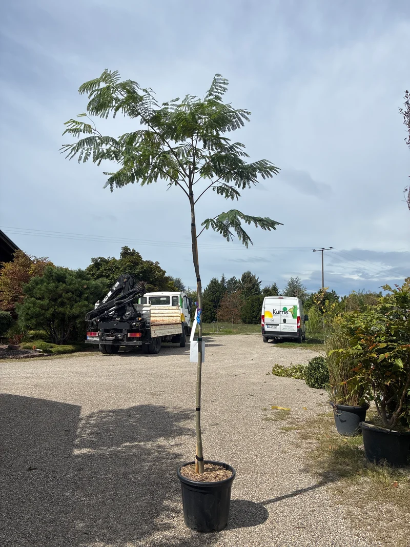 Seidenbaum / Albizia julibrissin