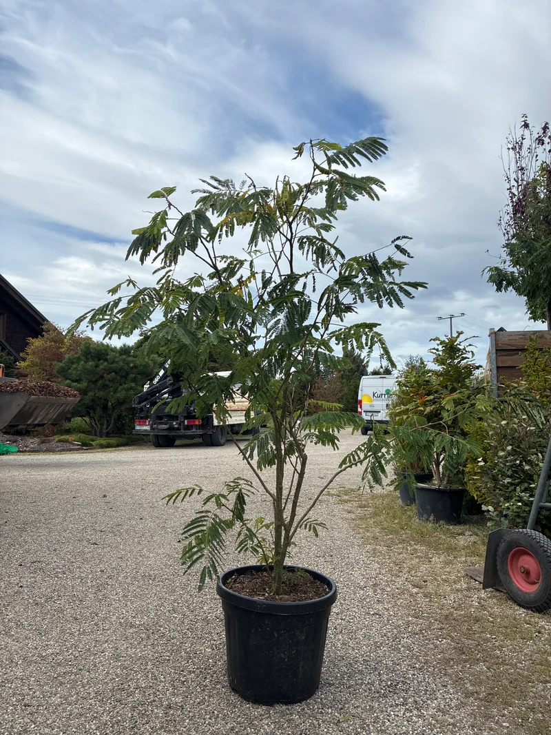 Seidenbaum / Albizia julibrissin