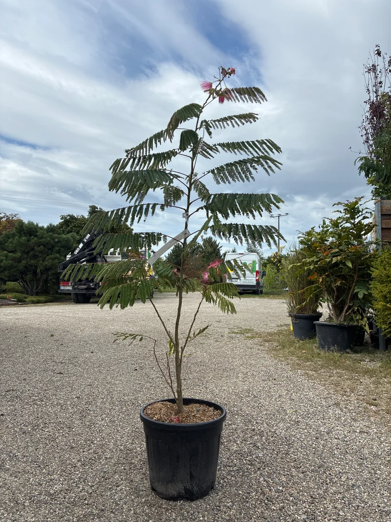 Seidenbaum / Albizia julibrissin