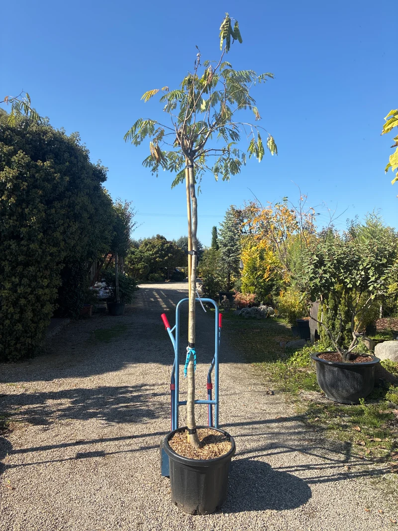Seidenbaum / Albizia julibrissin