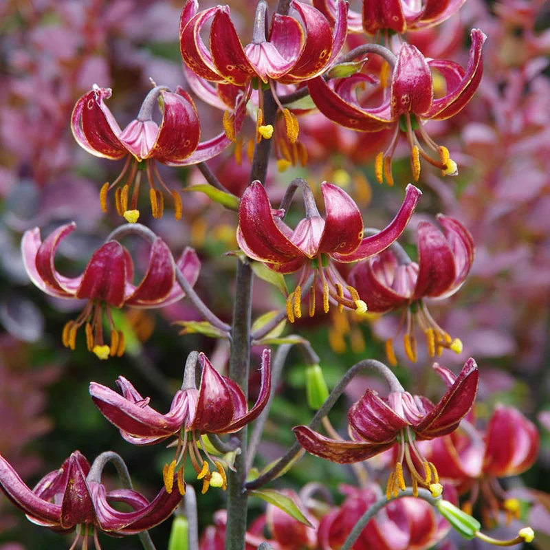 Lilium martagon 'Claude Shride' - Türkenbund-Hybride