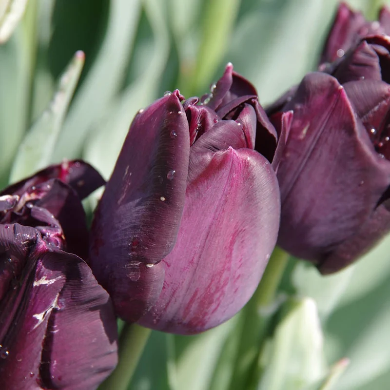 Tulipa 'Paul Scherer' - Triumph-Tulpe
