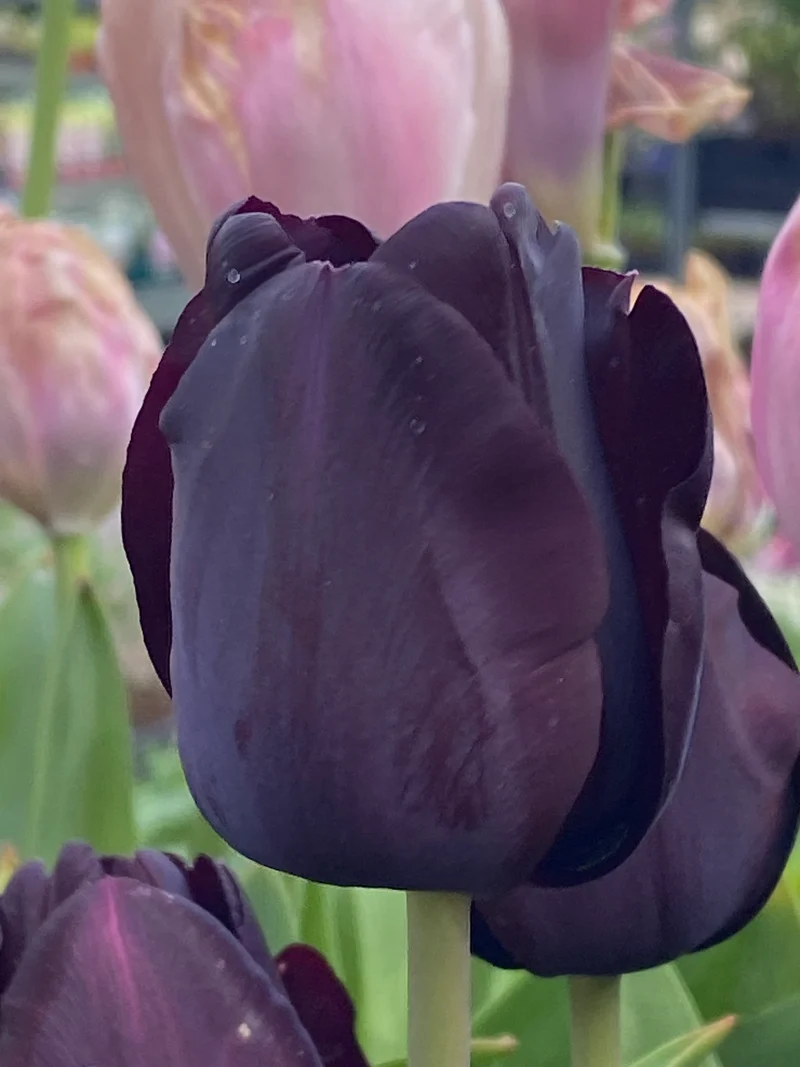 Tulipa 'Paul Scherer' - Triumph-Tulpe