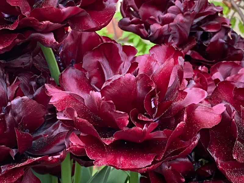 Tulipa 'Palmyra'® - Frühe Gefüllte Tulpe
