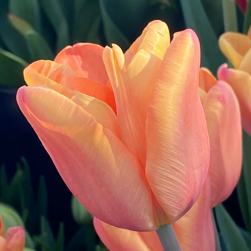 Tulipa 'Apricot Foxx'® - Triumph-Tulpe