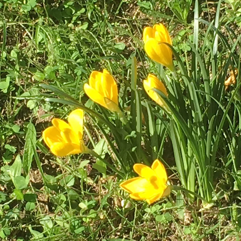 Sternbergia lutea - Herbst-Goldbecher