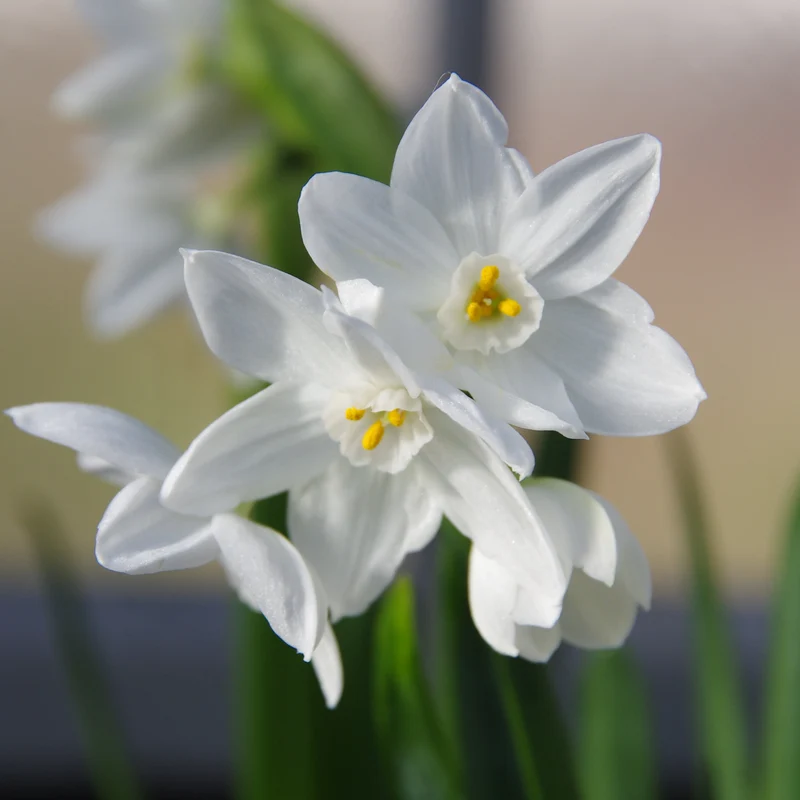 Narcissus tazetta 'Ziva' - Weiße Tazetta-Narzisse