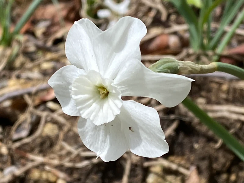 Narcissus 'Xit' - Miniatur Narzisse