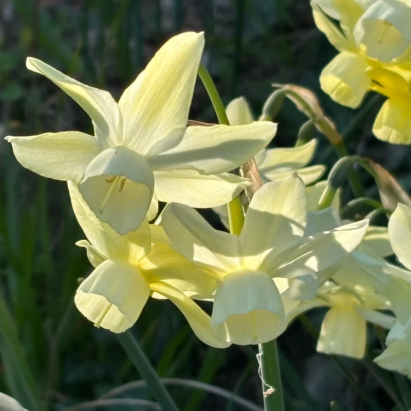 Narcissus 'Moonlight Sensation' - Triandus-Narzisse