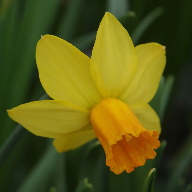 Narcissus 'Jetfire' - Cyclamineus-Narzisse