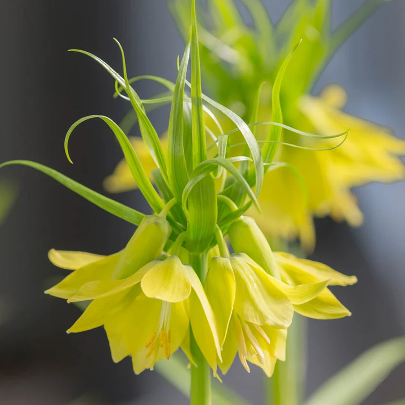 Fritillaria 'Early Passion' - Gelbe Kaiserkrone