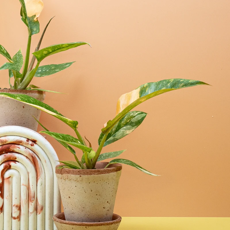 PHILODENDRON RING OF FIRE