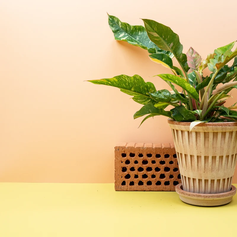 PHILODENDRON RING OF FIRE