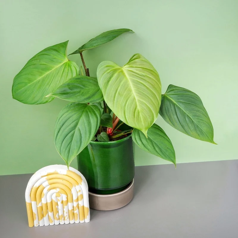 PHILODENDRON NANGARITENSE