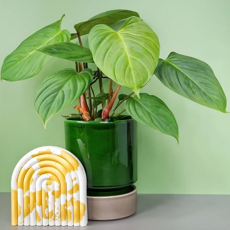 PHILODENDRON NANGARITENSE