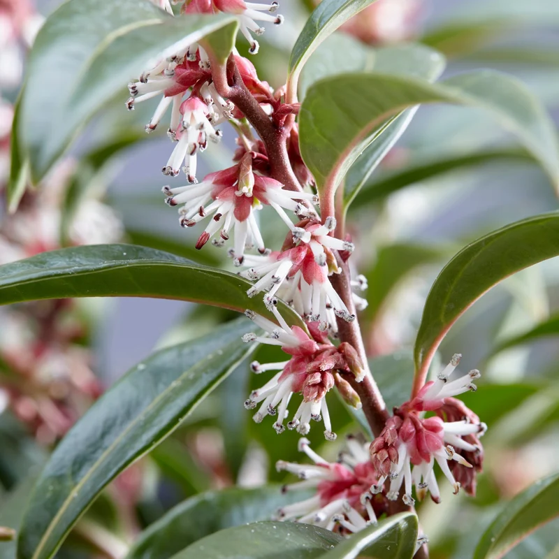 Duftende Schattenblume 'Winter Gem'