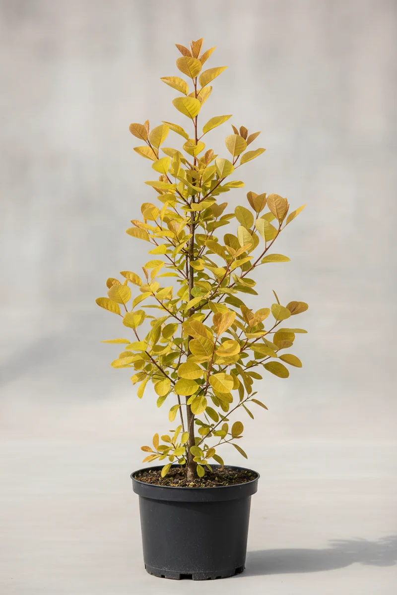 Perückenstrauch 'Golden Spirit'® / Cotinus coggygria 'Golden Spirit'®