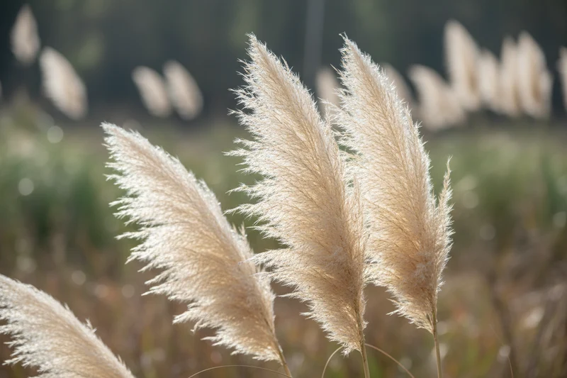 Pampasgras / Cortaderia selloana