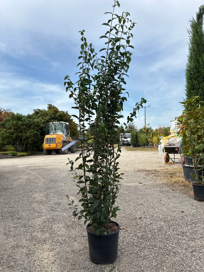 Ovalblättriger Liguster / Ligustrum ovalifolium