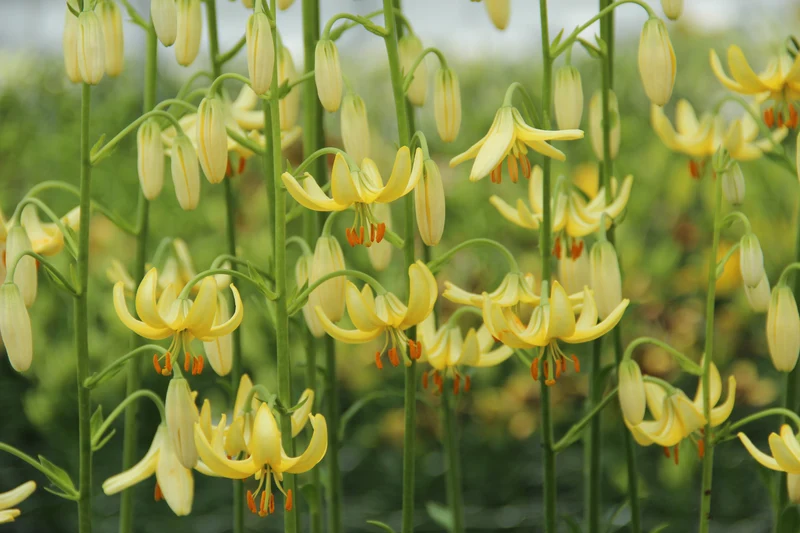 Lilium martagon 'Golden morning' - Türkenbund-Hybride