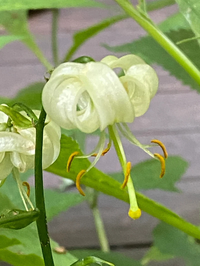 Lilium martagon 'Snowy Morning' - Türkenbund-Hybride