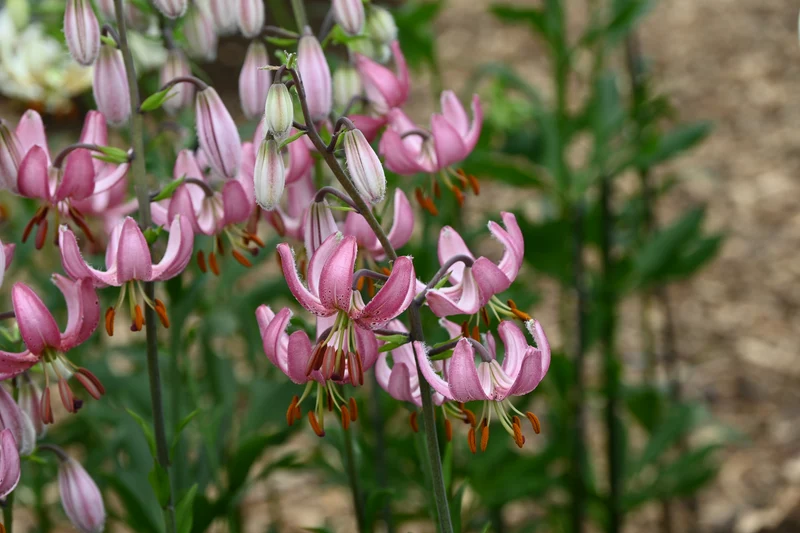 Lilium martagon 'Candy morning' - Türkenbund-Hybride