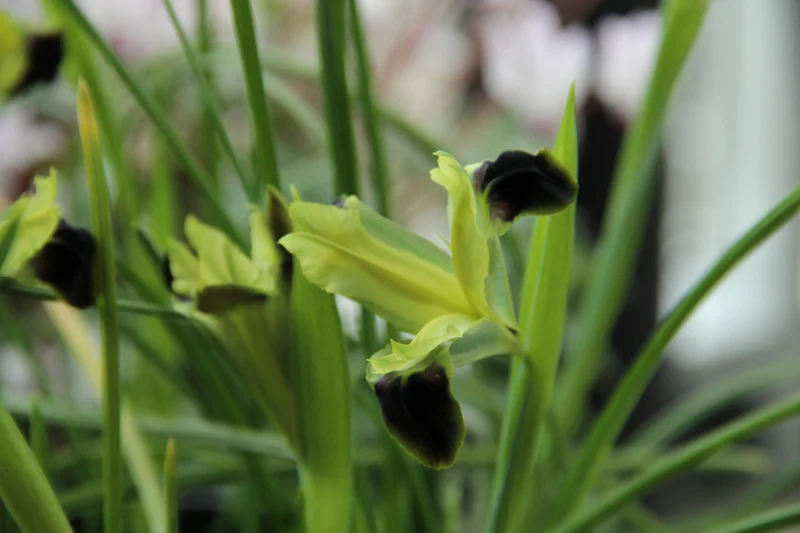 Hermodactylus tuberosus (Syn. Iris tuberosa) - Wolfsschwertel