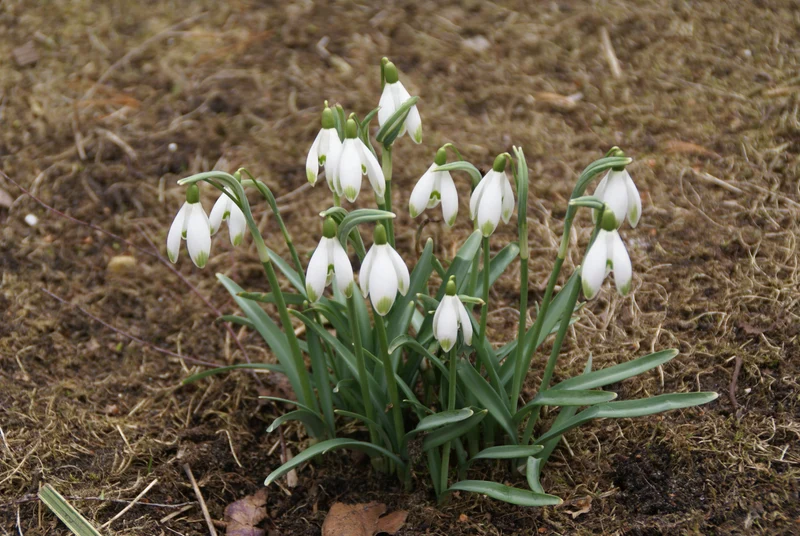 Galanthus nivalis ‘Viridapiece’ - Grünspitziges Schneeglöckchen