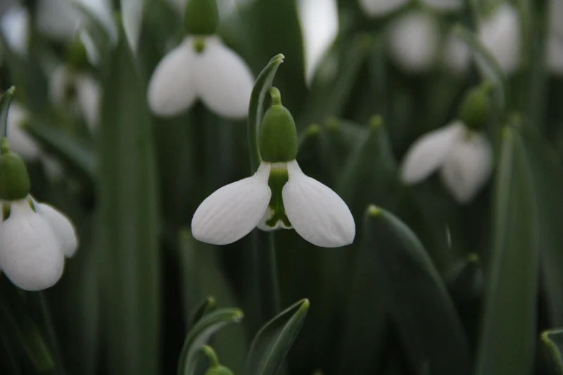 Galanthus elwesii ‘Beluga’ - Schneeglöckchen