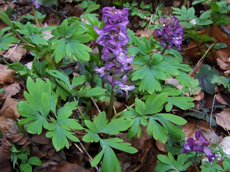 Corydalis cava - Hohler Lerchensporn