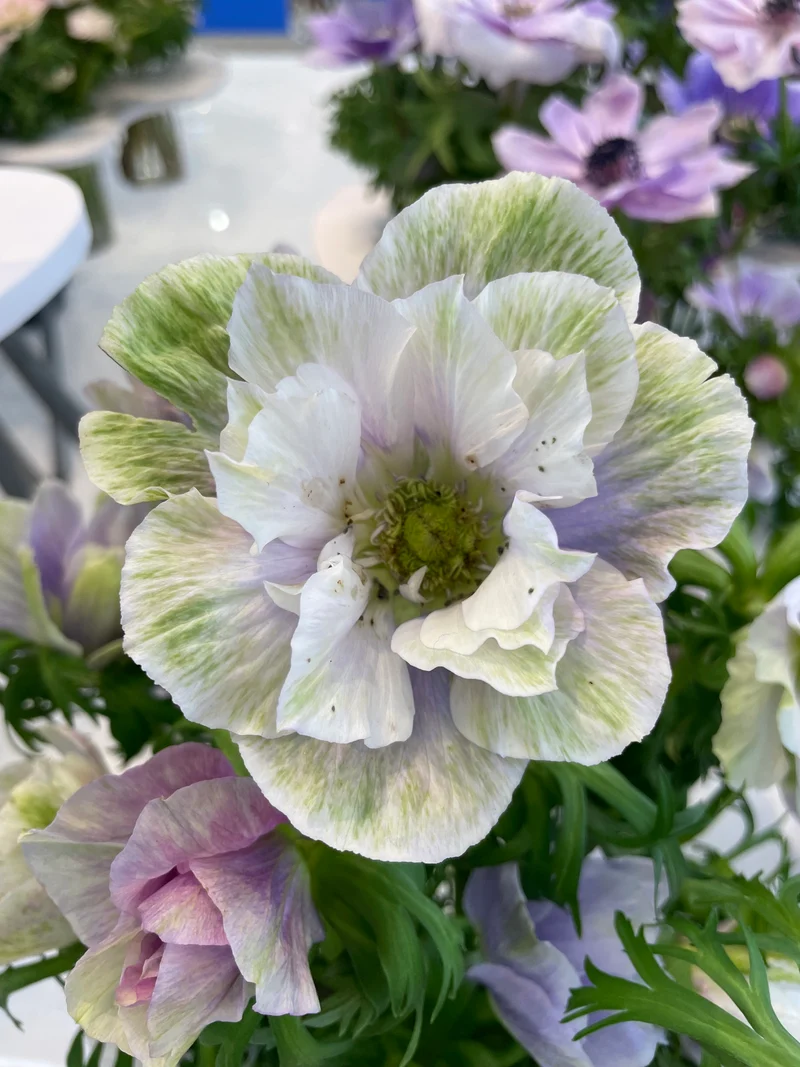 Anemone coronaria MISTRAL® ‘Pale‘ - Italienische Kronen-Anemone