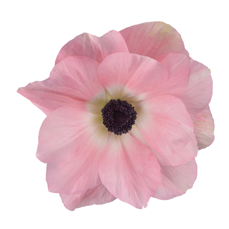 Anemone coronaria MISTRAL® ‘Rosa Chiaro’ - Italienische Kronen-Anemone