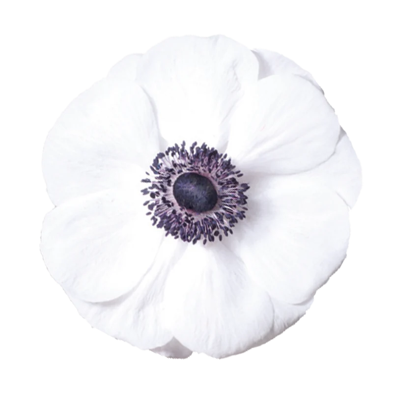 Anemone coronaria MISTRAL PLUS® ‘Panda’ - Italienische Kronen-Anemone